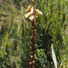 Gastrodia entomogama at Cotter River, ACT - 18 Jan 2016