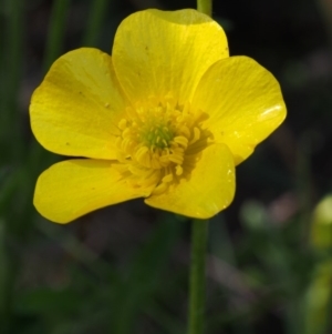 Ranunculus lappaceus at Bimberi, NSW - 18 Jan 2016