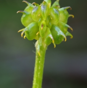 Ranunculus lappaceus at Bimberi, NSW - 18 Jan 2016