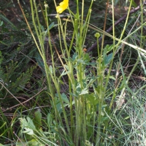 Ranunculus lappaceus at Bimberi, NSW - 18 Jan 2016