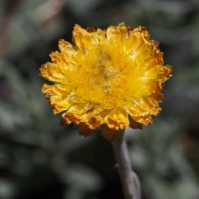 Coronidium monticola (Mountain Button Everlasting) at Cotter River, ACT - 18 Jan 2016 by KenT