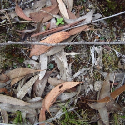 Cyrtostylis reniformis (Common Gnat Orchid) at Aranda Bushland - 22 Apr 2015 by CathB