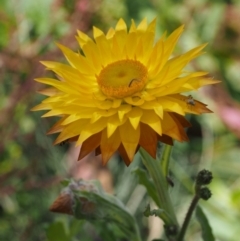 Xerochrysum subundulatum (Alpine Everlasting) at Namadgi National Park - 18 Jan 2016 by KenT