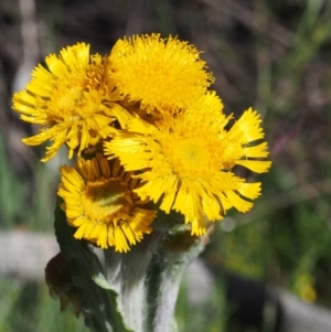 Podolepis robusta at Bimberi, NSW - 18 Jan 2016