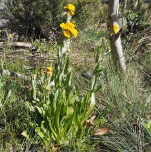 Podolepis robusta at Bimberi, NSW - 18 Jan 2016