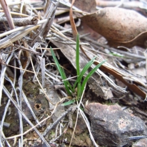 Caladenia fuscata at Belconnen, ACT - 22 Apr 2015