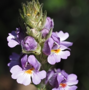 Euphrasia caudata at Cotter River, ACT - 18 Jan 2016