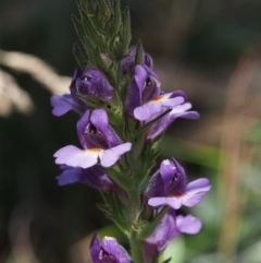 Euphrasia caudata at Cotter River, ACT - 18 Jan 2016