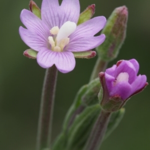 Epilobium gunnianum at Cotter River, ACT - 8 Jan 2016 01:17 PM