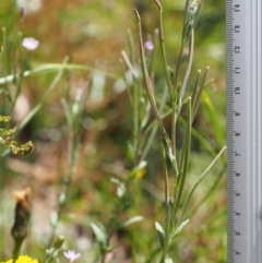 Epilobium gunnianum at Cotter River, ACT - 8 Jan 2016 01:17 PM