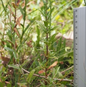 Epilobium gunnianum at Cotter River, ACT - 8 Jan 2016 01:17 PM