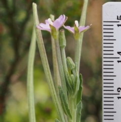 Epilobium gunnianum at Cotter River, ACT - 8 Jan 2016 01:17 PM