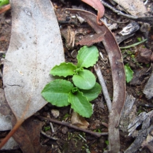 Pterostylis nutans at Belconnen, ACT - suppressed