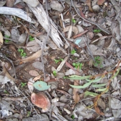 Pterostylis nutans at Belconnen, ACT - suppressed