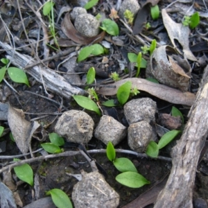 Ophioglossum lusitanicum at Belconnen, ACT - 29 Sep 2009