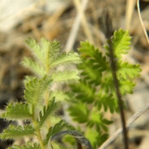 Acaena x ovina at Greenway, ACT - 19 Jan 2016