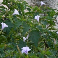 Datura stramonium (Common Thornapple) at Greenway, ACT - 19 Jan 2016 by RyuCallaway