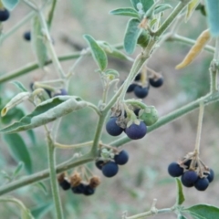 Solanum chenopodioides (Whitetip Nightshade) at Greenway, ACT - 19 Jan 2016 by ArcherCallaway