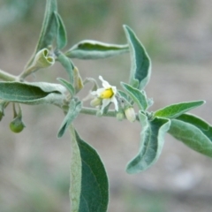 Solanum chenopodioides at Greenway, ACT - 19 Jan 2016 07:59 PM