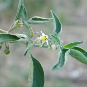 Solanum chenopodioides at Greenway, ACT - 19 Jan 2016