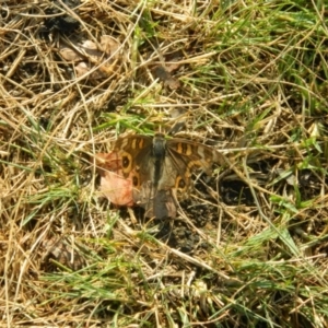 Junonia villida at Bonython, ACT - 19 Jan 2016