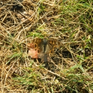 Junonia villida at Bonython, ACT - 19 Jan 2016 06:01 PM