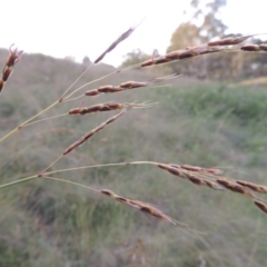 Sorghum leiocladum (Wild Sorghum) at Bonython, ACT - 13 Dec 2015 by MichaelBedingfield