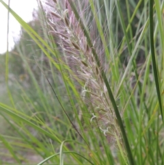 Cenchrus purpurascens (Swamp Foxtail) at Bonython, ACT - 13 Dec 2015 by MichaelBedingfield