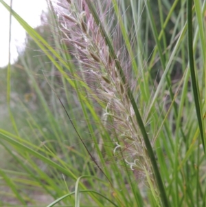 Cenchrus purpurascens at Bonython, ACT - 13 Dec 2015 08:17 PM