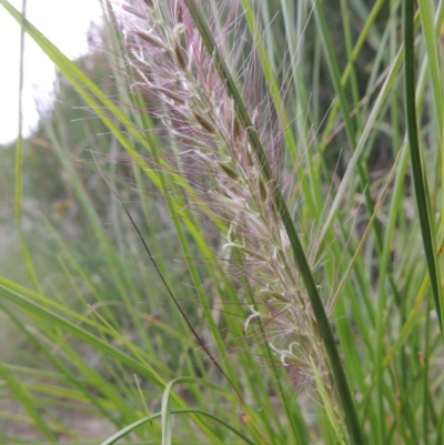 Cenchrus purpurascens (Swamp Foxtail) at Bonython, ACT - 13 Dec 2015 by MichaelBedingfield