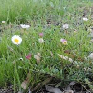 Erigeron karvinskianus at Calwell, ACT - 23 Nov 2015 06:53 PM