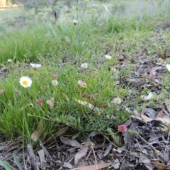 Erigeron karvinskianus at Calwell, ACT - 23 Nov 2015 06:53 PM