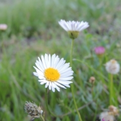 Erigeron karvinskianus at Calwell, ACT - 23 Nov 2015 06:53 PM