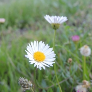 Erigeron karvinskianus at Calwell, ACT - 23 Nov 2015 06:53 PM