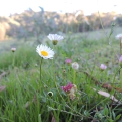 Erigeron karvinskianus at Calwell, ACT - 23 Nov 2015 06:53 PM