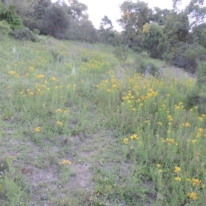 Hypericum perforatum at Calwell, ACT - 23 Nov 2015