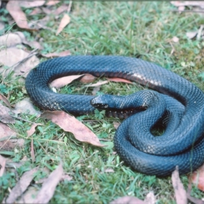 Pseudechis porphyriacus (Red-bellied Black Snake) at Monga, NSW - 17 Mar 1976 by wombey