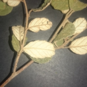 Pomaderris betulina subsp. betulina at Stromlo, ACT - 15 Jan 2016