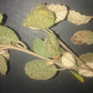 Pomaderris betulina subsp. betulina at Stromlo, ACT - 15 Jan 2016