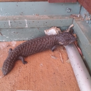 Tiliqua rugosa at Bungendore, NSW - 21 Jan 2016