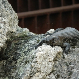 Egernia cunninghami at Paddys River, ACT - 21 Jan 2016