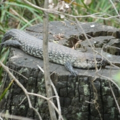 Egernia cunninghami (Cunningham's Skink) at Paddys River, ACT - 21 Jan 2016 by ArcherCallaway