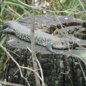 Egernia cunninghami at Paddys River, ACT - 21 Jan 2016 07:02 PM