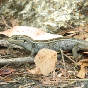 Liopholis whitii at Paddys River, ACT - 21 Jan 2016