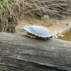 Chelodina longicollis (Eastern Long-necked Turtle) at Paddys River, ACT - 21 Jan 2016 by ArcherCallaway