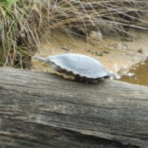 Chelodina longicollis at Paddys River, ACT - 21 Jan 2016 05:58 PM