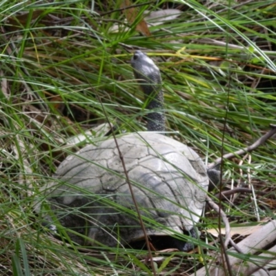 Chelodina longicollis (Eastern Long-necked Turtle) at Tidbinbilla Nature Reserve - 21 Jan 2016 by ArcherCallaway