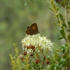 Paralucia aurifera (Bright Copper) at Paddys River, ACT - 21 Jan 2016 by ArcherCallaway