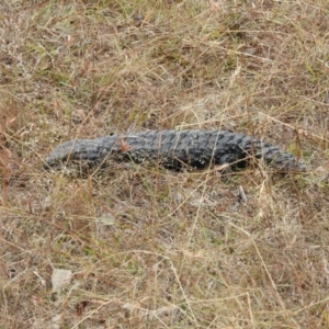 Tiliqua rugosa at Forde, ACT - 20 Jan 2016