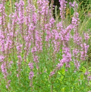 Lythrum salicaria at Paddys River, ACT - 21 Jan 2016 05:29 PM